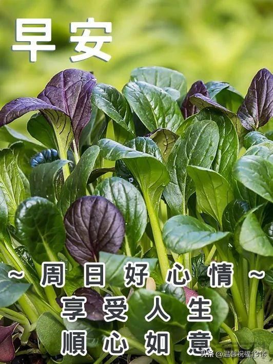 一天一个祝福语短句大全