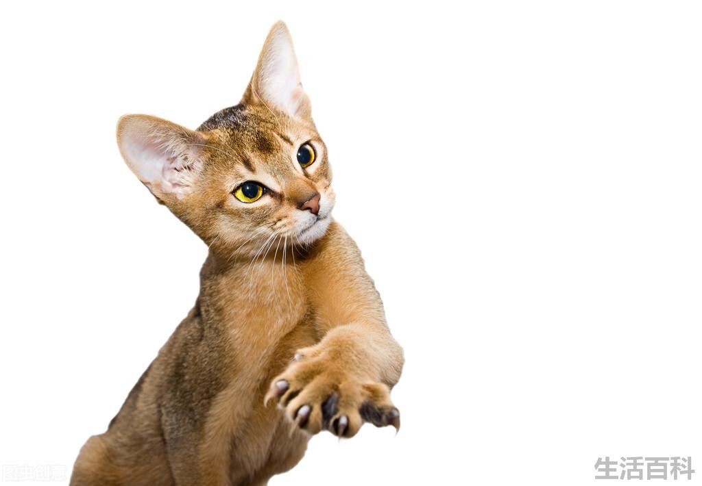 猫是怎么来的