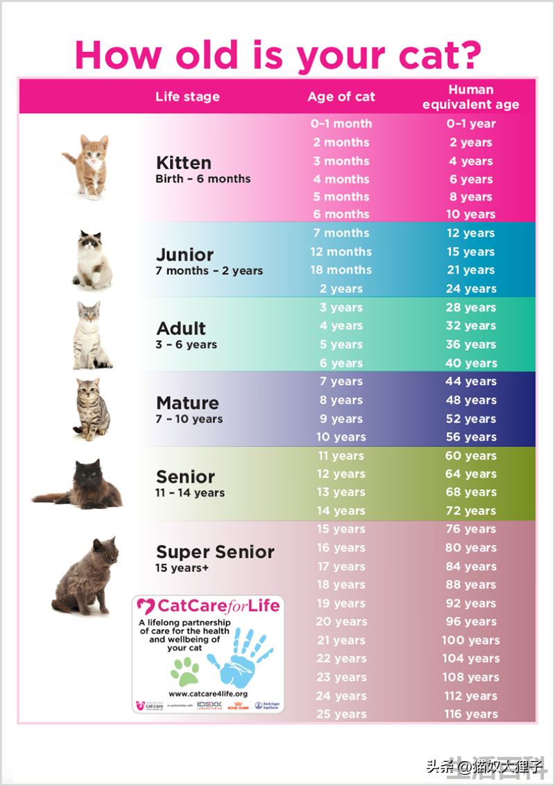 不打猫三联猫咪可以活几年
