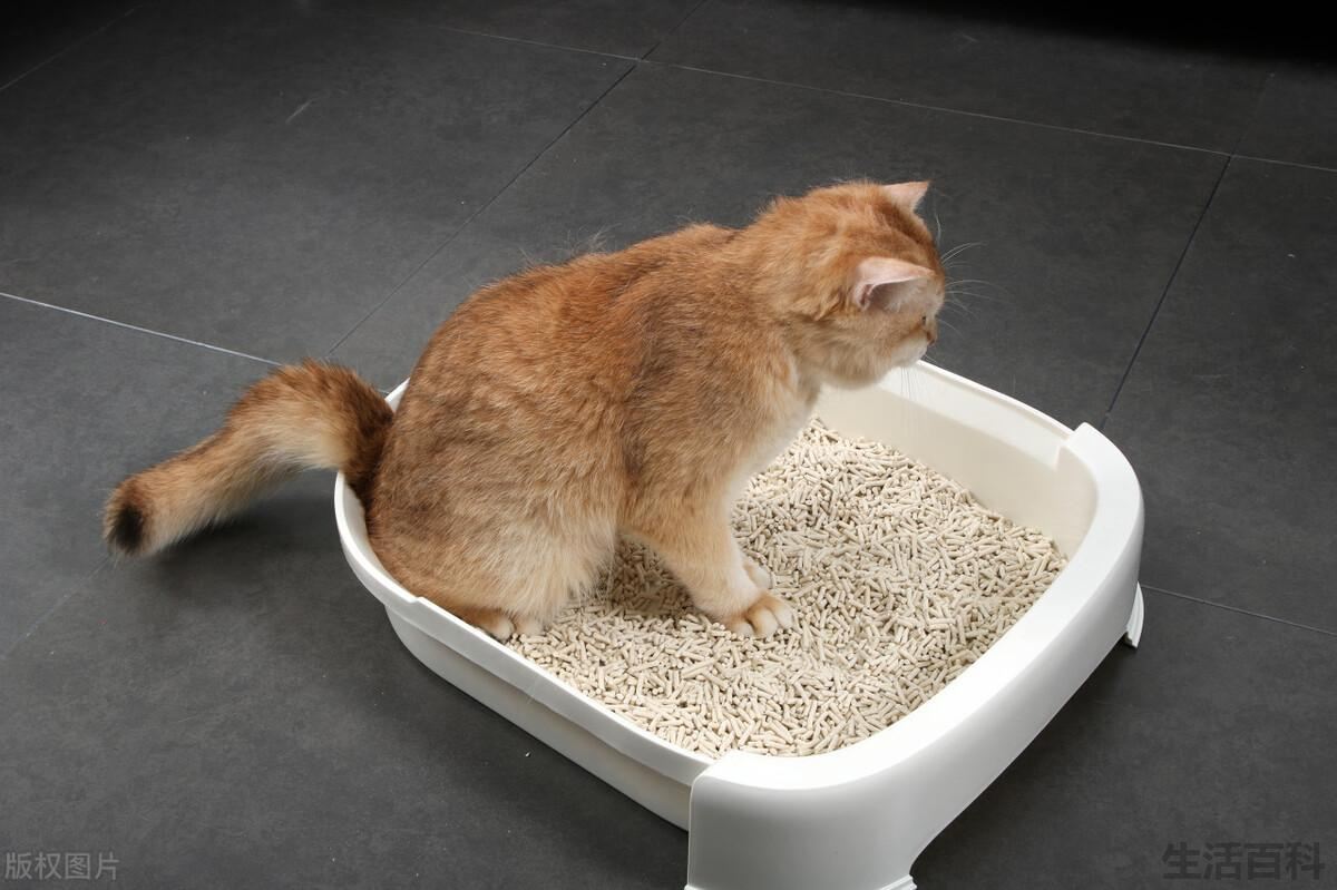 怎样判断猫报复性尿床