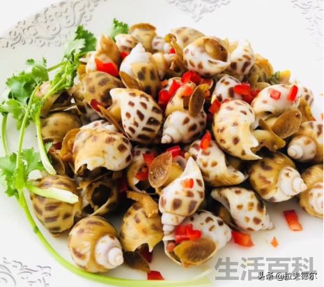 贝壳类海鲜名称对照表