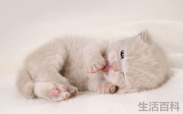 猫身体摸上去烫烫的但很活泼