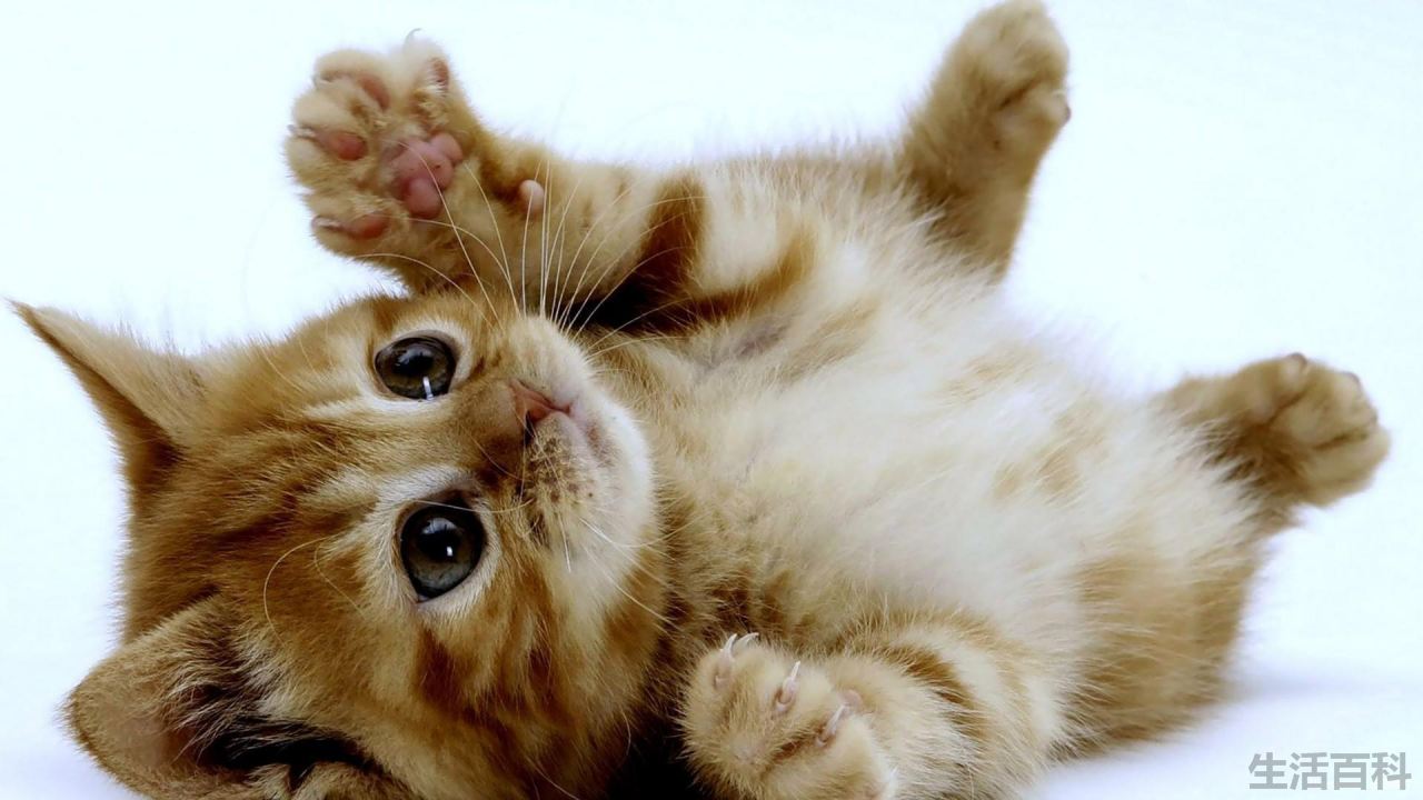 猫身体摸上去烫烫的但很活泼