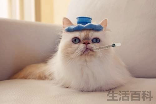 猫身体摸上去烫烫的但很活泼
