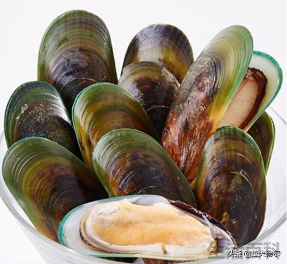 贝壳类海鲜名称对照表