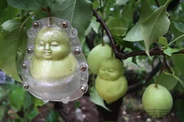人生果实图片大全