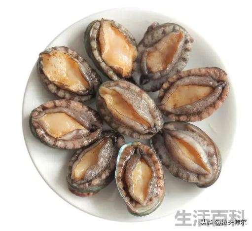贝壳类海鲜名称对照表