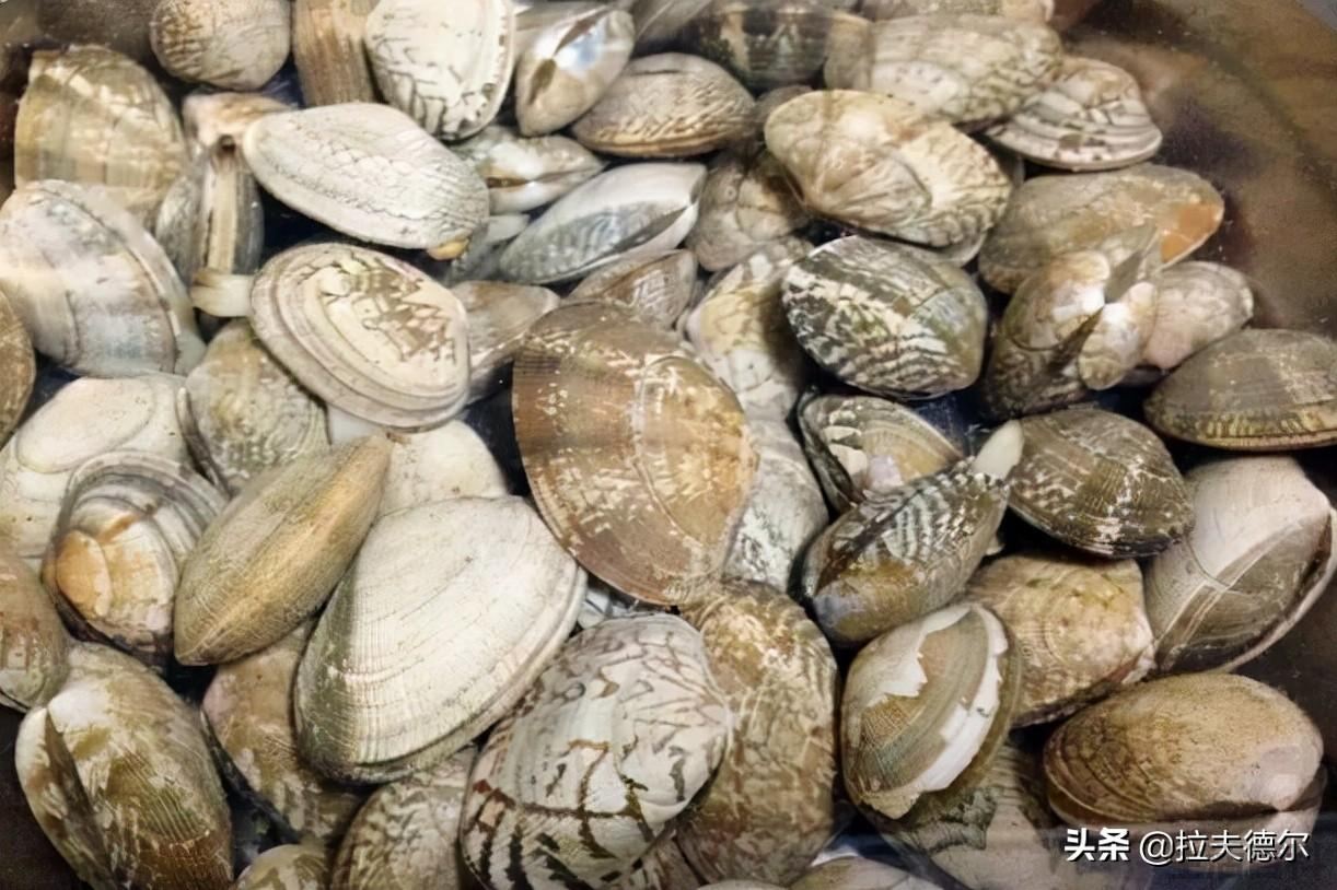 贝壳类海鲜名称对照表