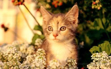 猫身体摸上去烫烫的但很活泼