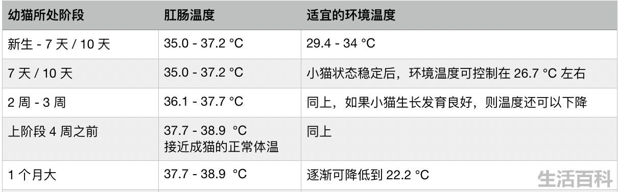 猫身体摸上去烫烫的但很活泼