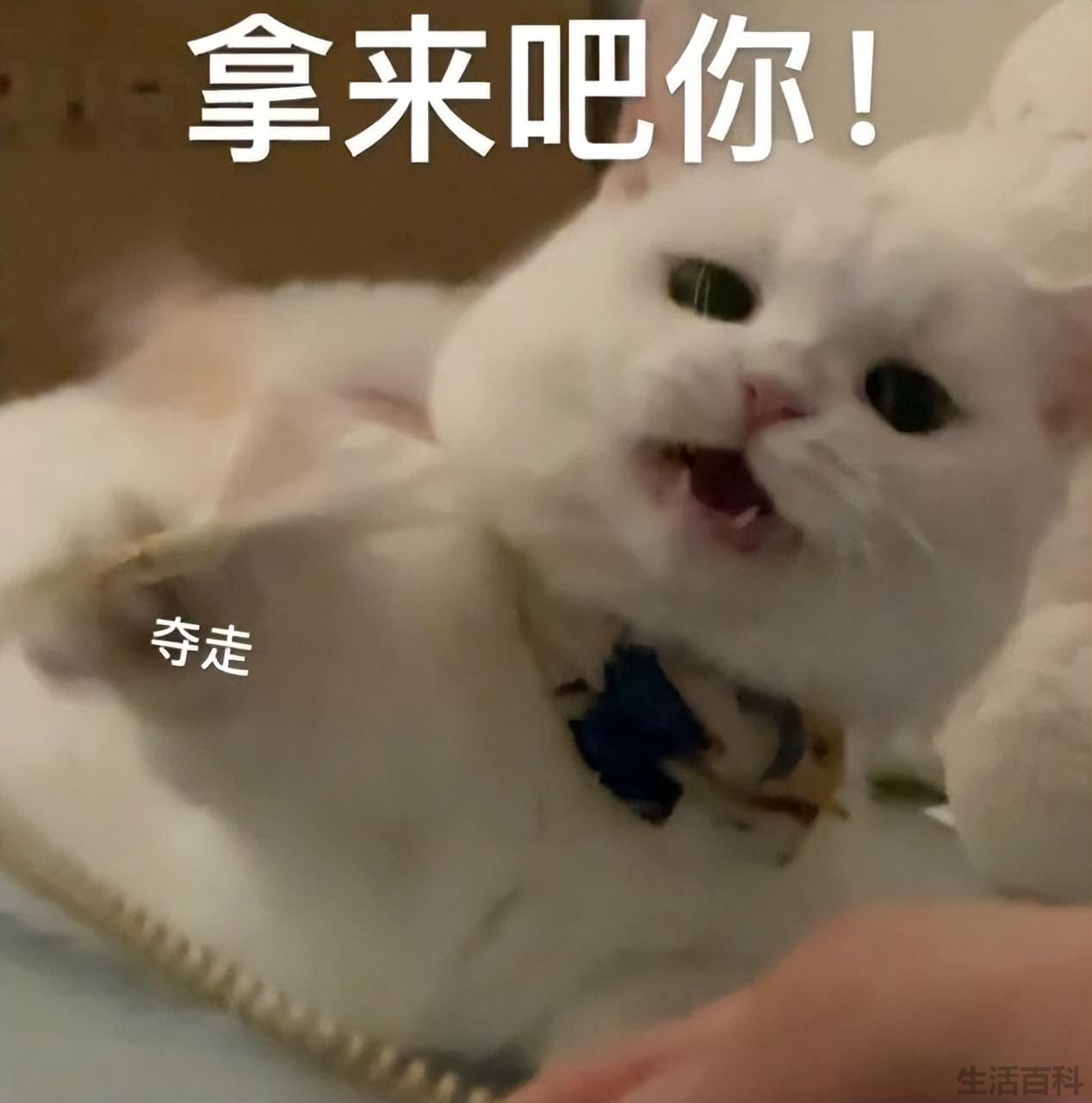 最佳搜索引擎磁力