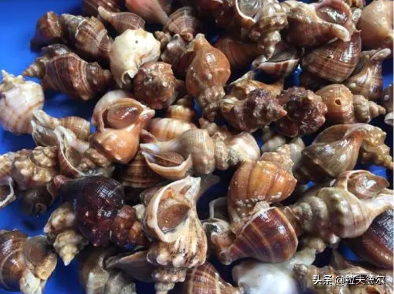 贝壳类海鲜名称对照表