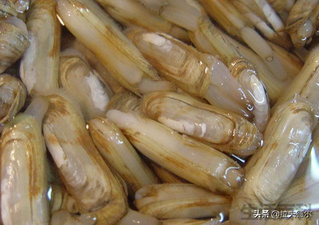 贝壳类海鲜名称对照表