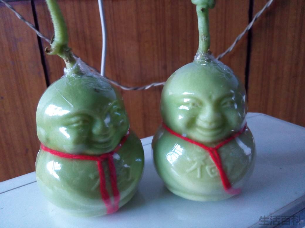 人生果实图片大全