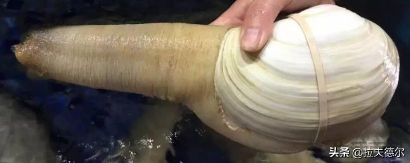贝壳类海鲜名称对照表