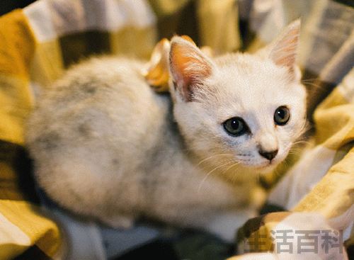 猫身体摸上去烫烫的但很活泼