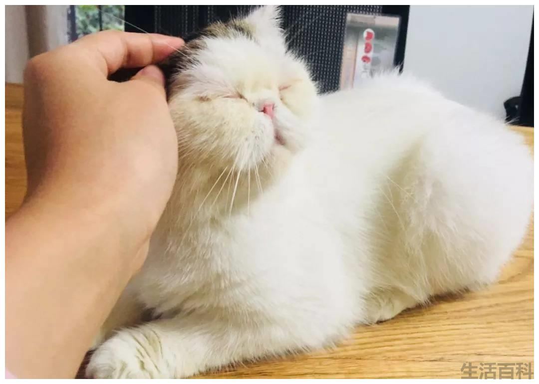 猫咪一靠近我就咕噜咕噜