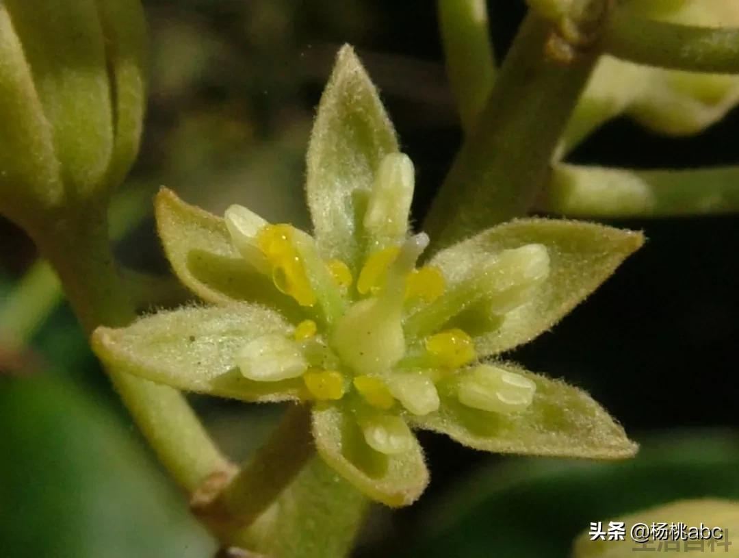 牛油果味道像极男人精子味