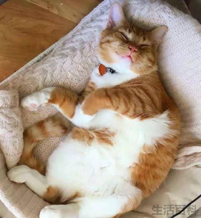 猫咪一靠近我就咕噜咕噜