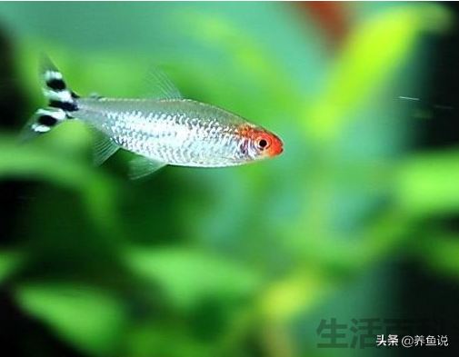 十大养不死的灯科鱼