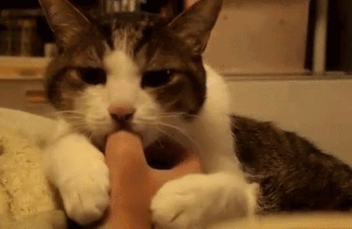 猫咪一靠近我就咕噜咕噜