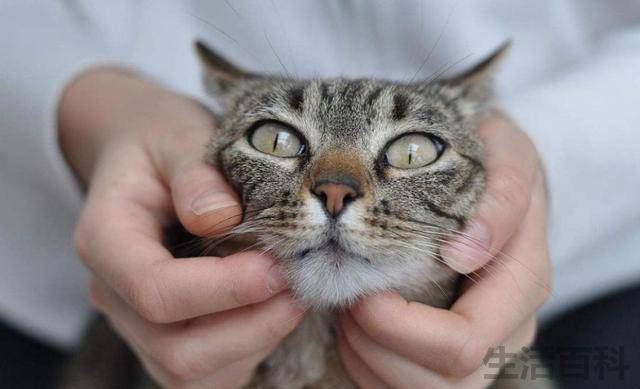 猫咪一靠近我就咕噜咕噜