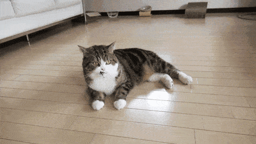 猫咪一靠近我就咕噜咕噜