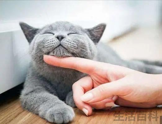 猫咪一靠近我就咕噜咕噜