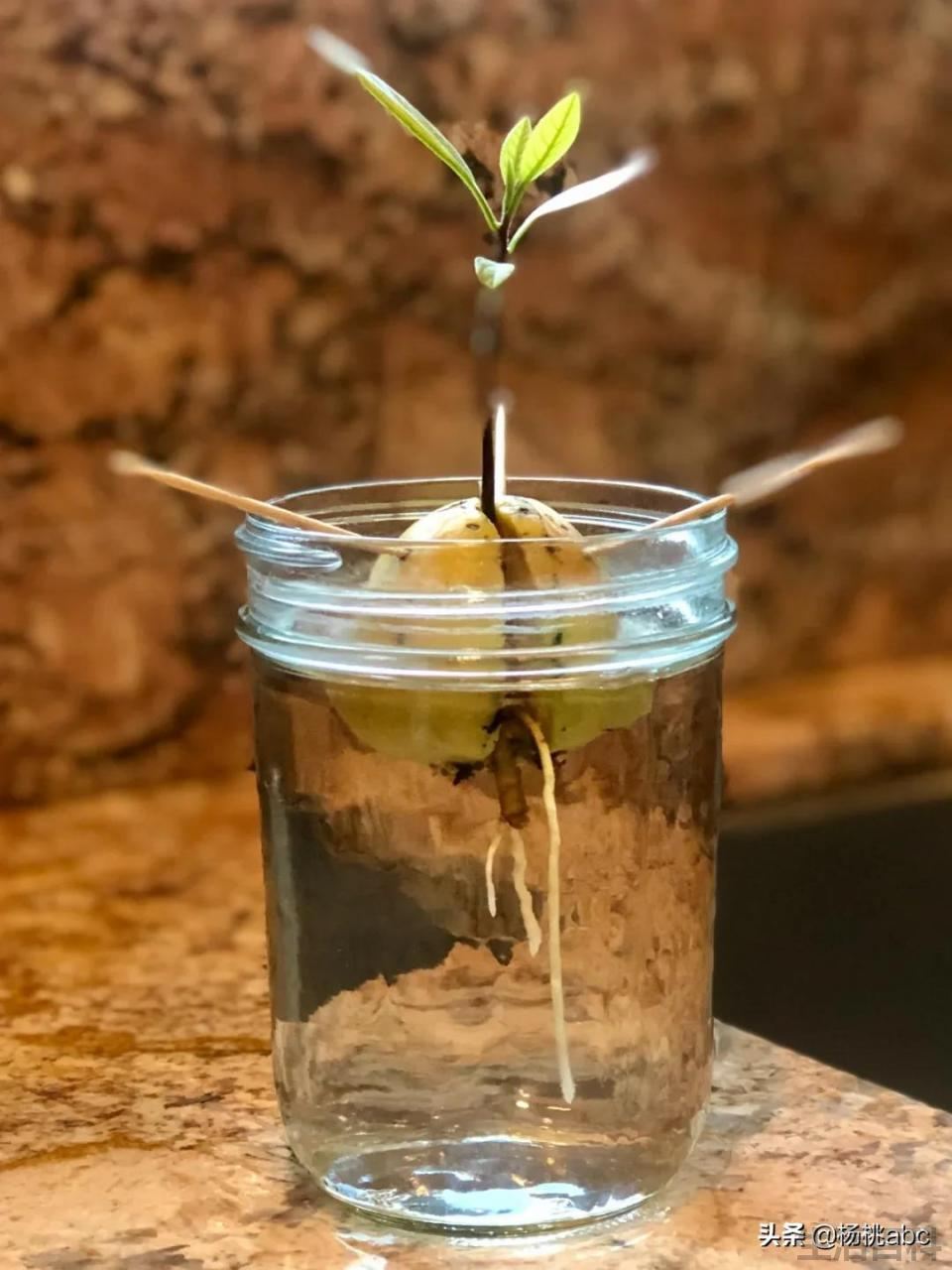 牛油果味道像极男人精子味