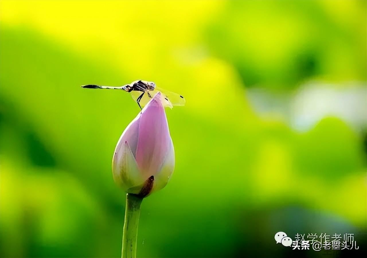 2023年什么时候入伏