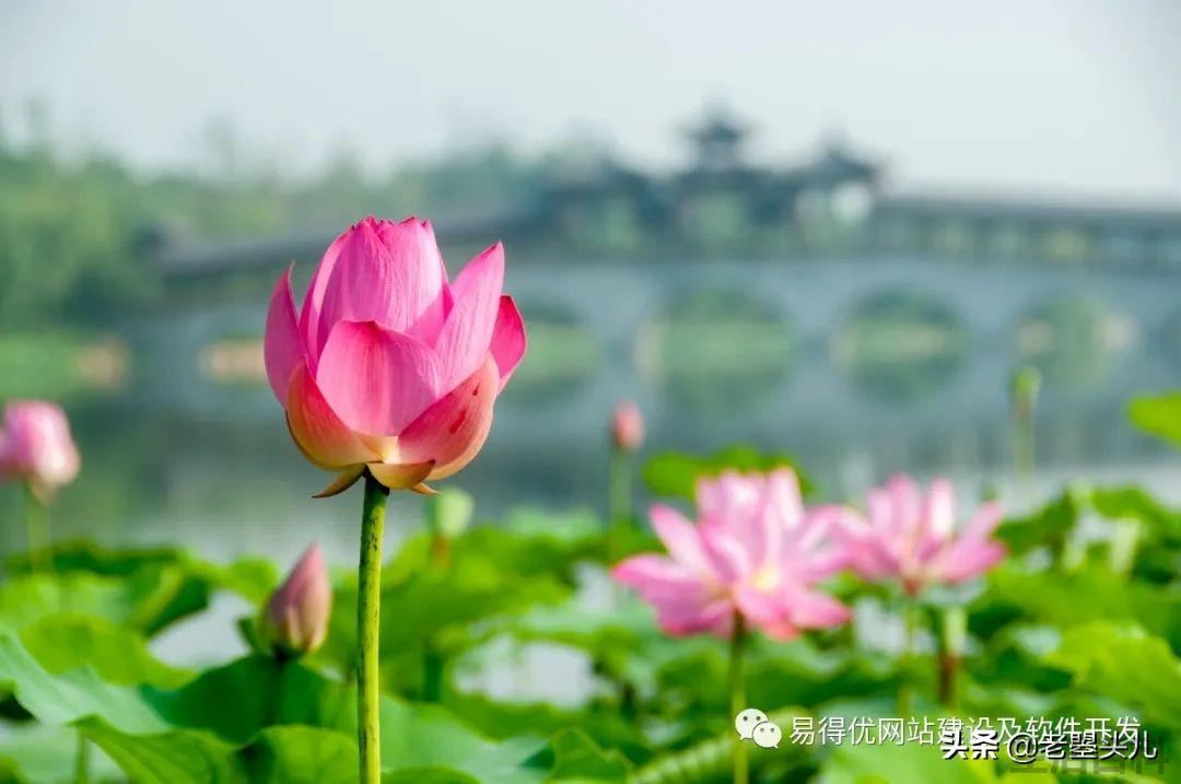 2023年什么时候入伏