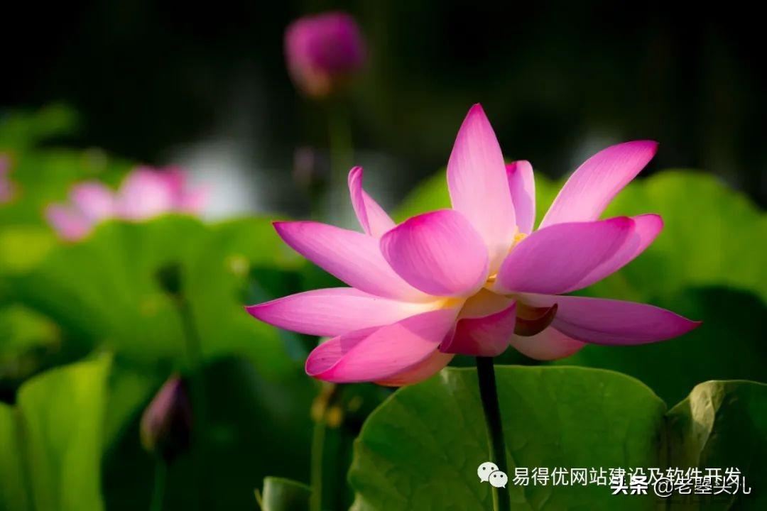 2023年什么时候入伏