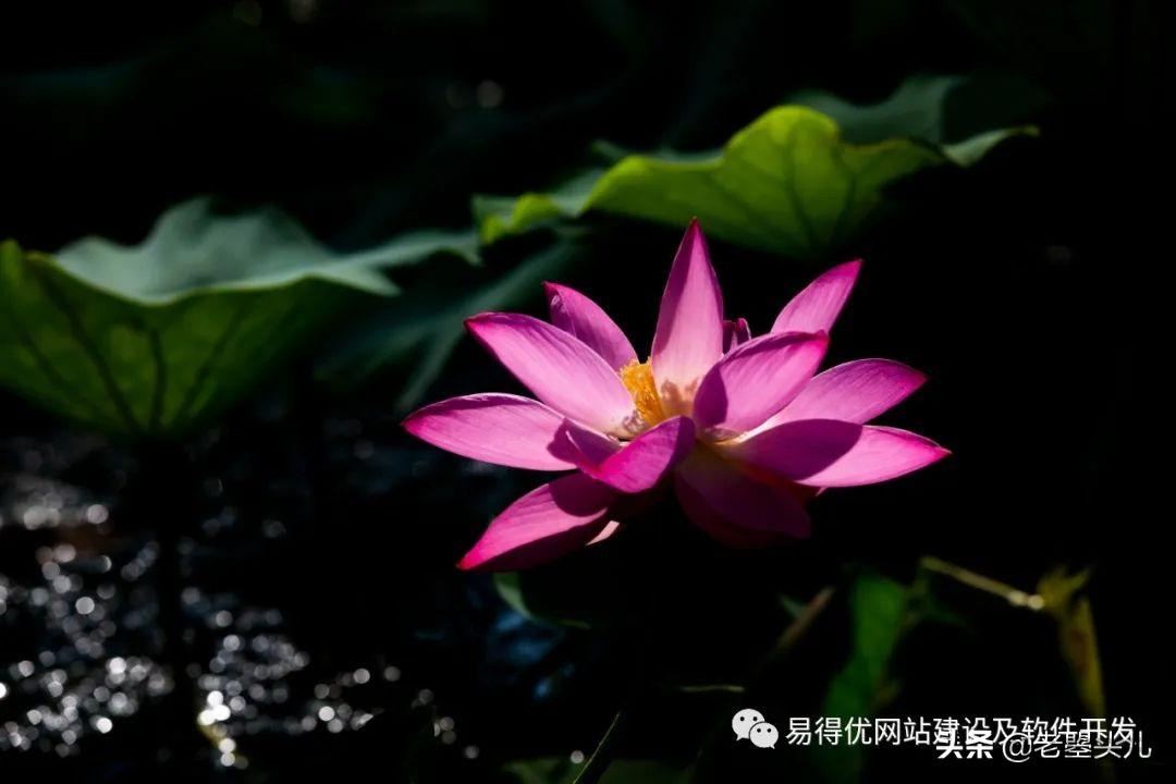 2023年什么时候入伏