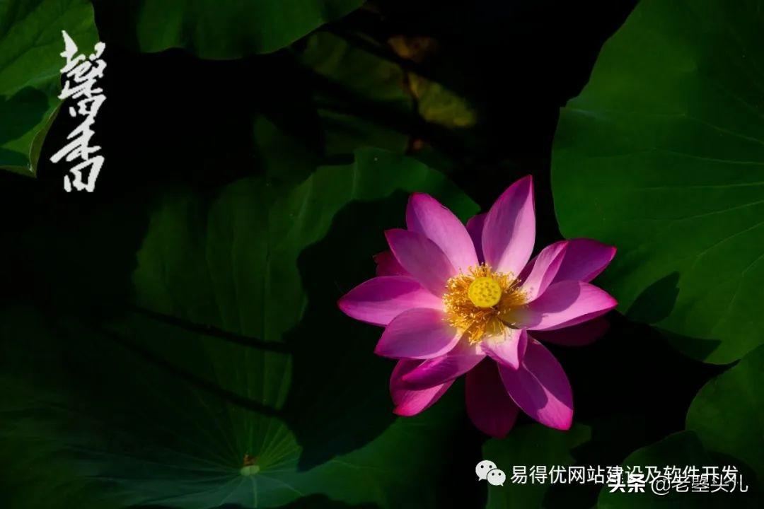 2023年什么时候入伏