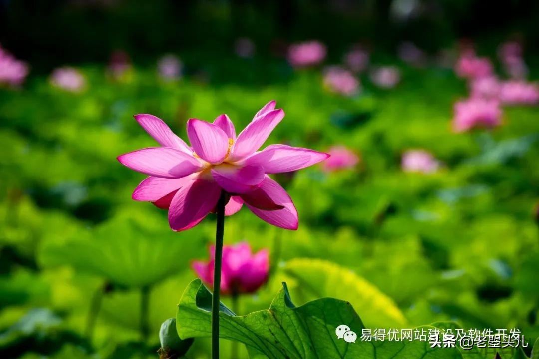 2023年什么时候入伏
