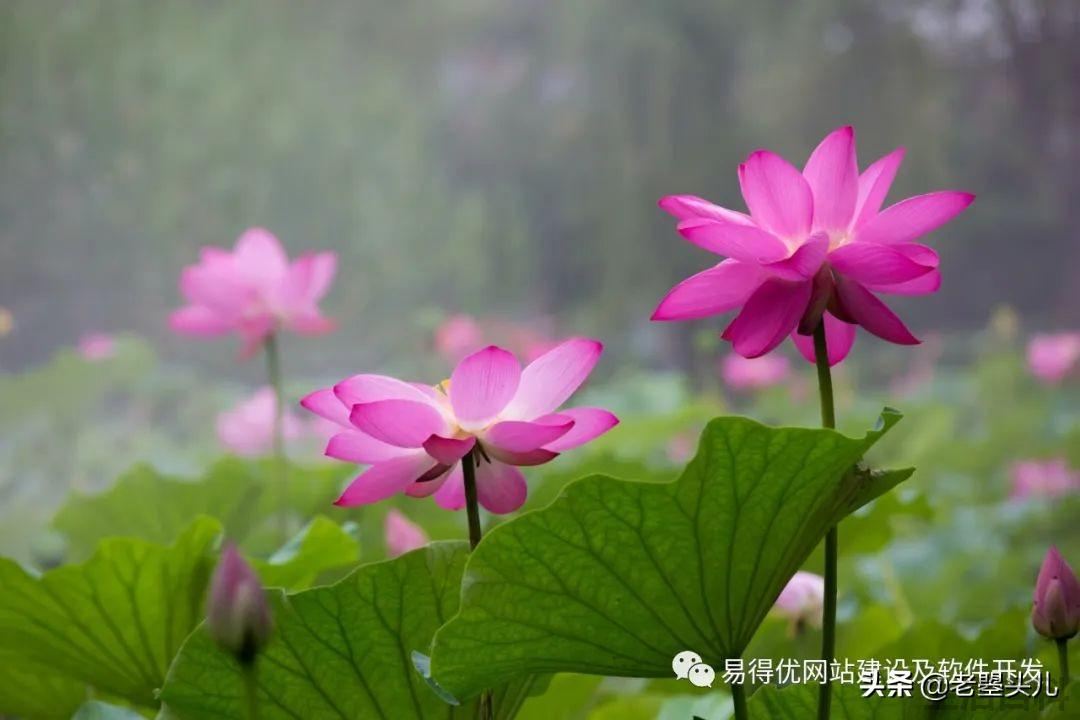 2023年什么时候入伏