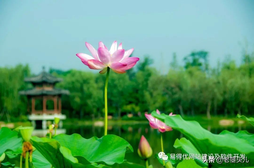 2023年什么时候入伏