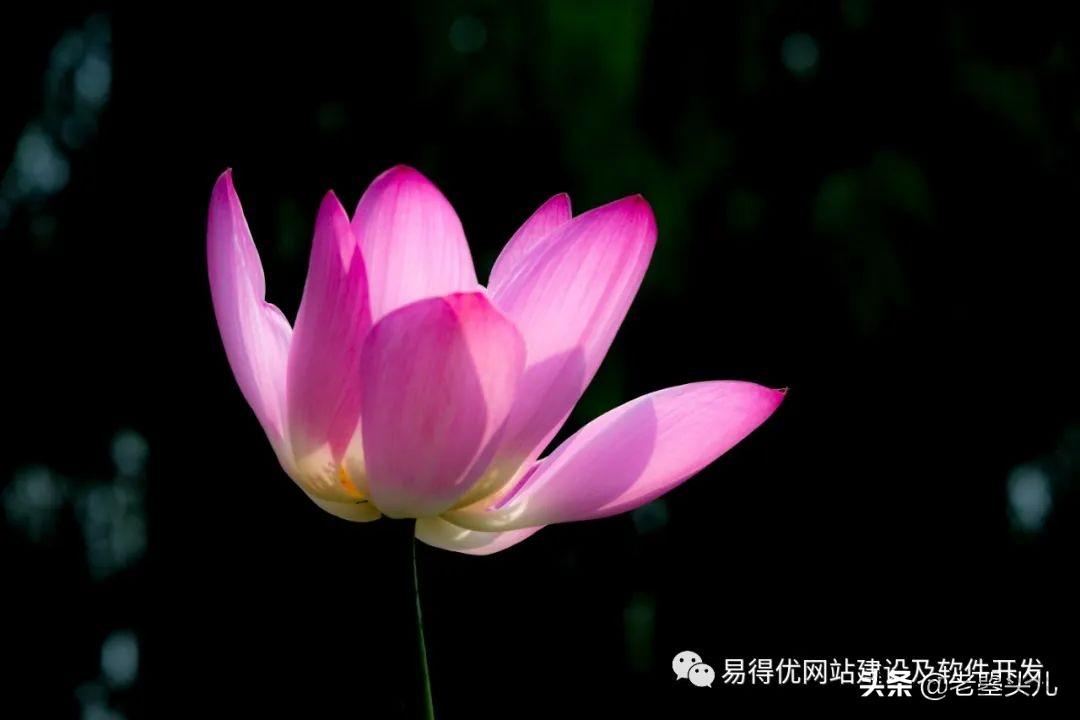 2023年什么时候入伏
