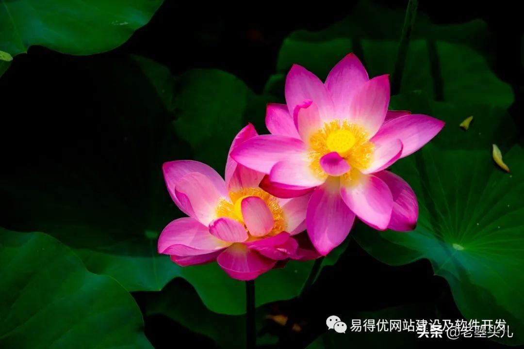 2023年什么时候入伏