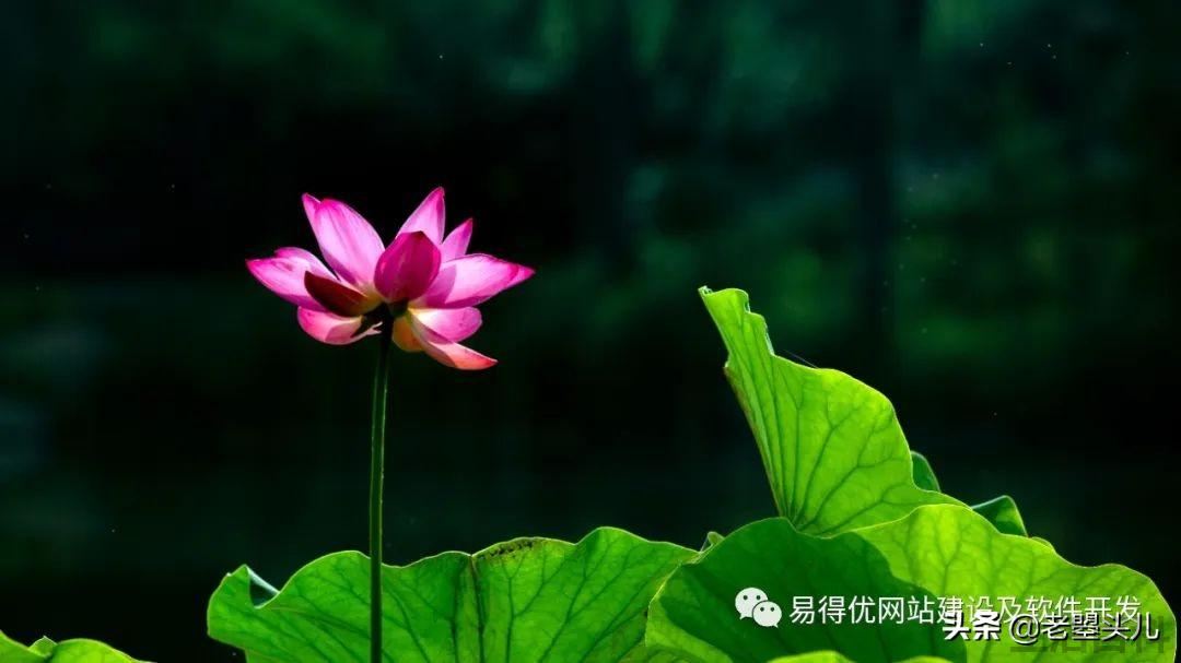2023年什么时候入伏