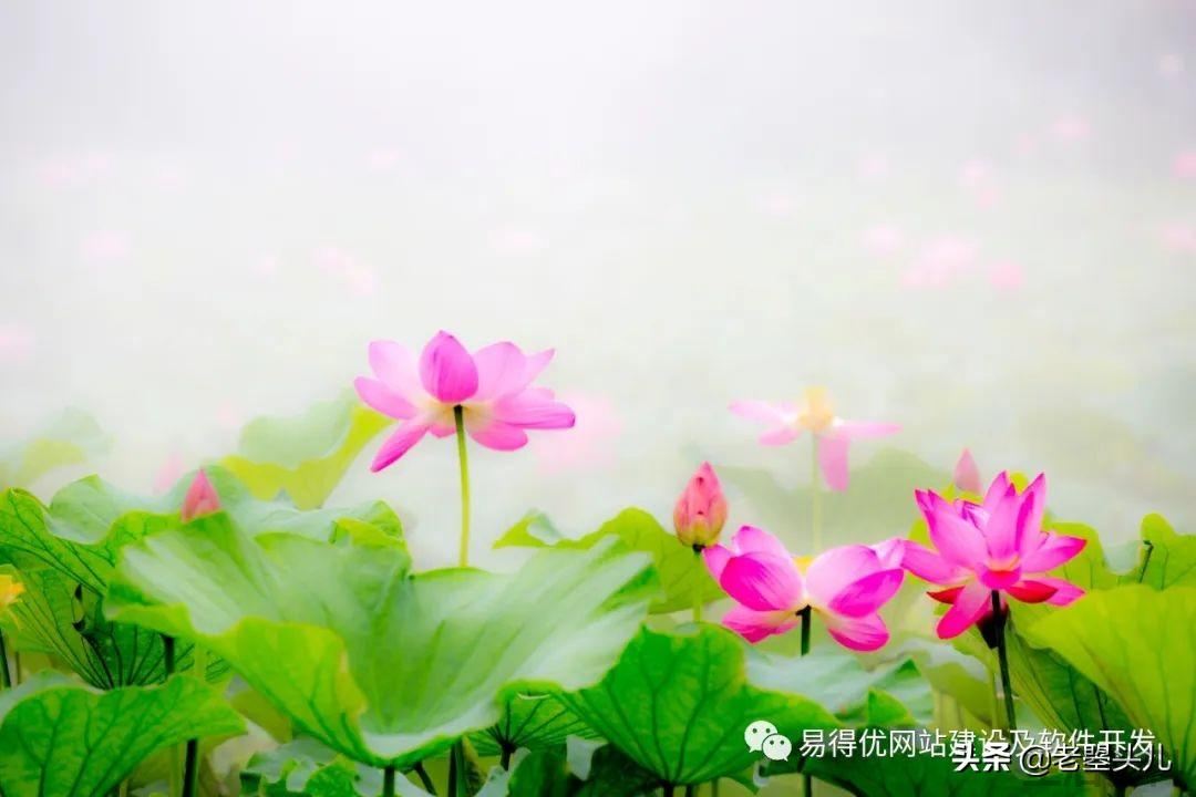 2023年什么时候入伏