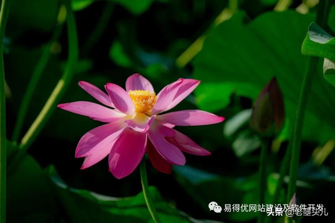 2023年什么时候入伏