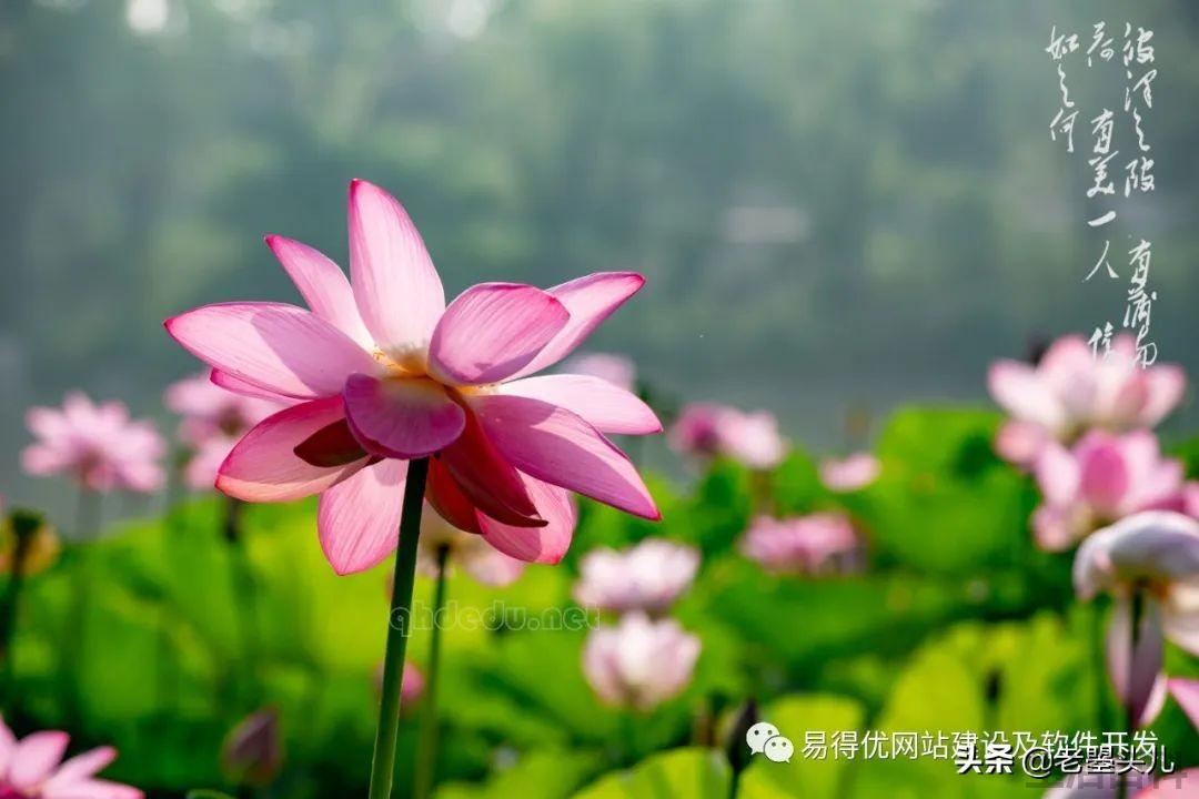 2023年什么时候入伏