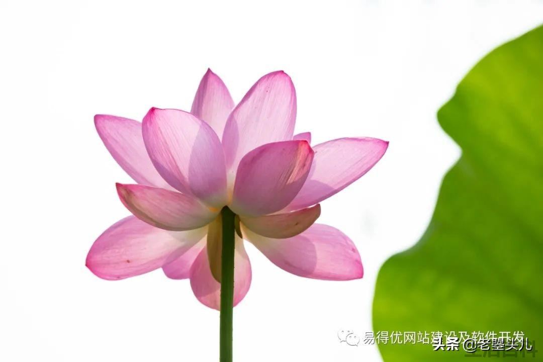 2023年什么时候入伏
