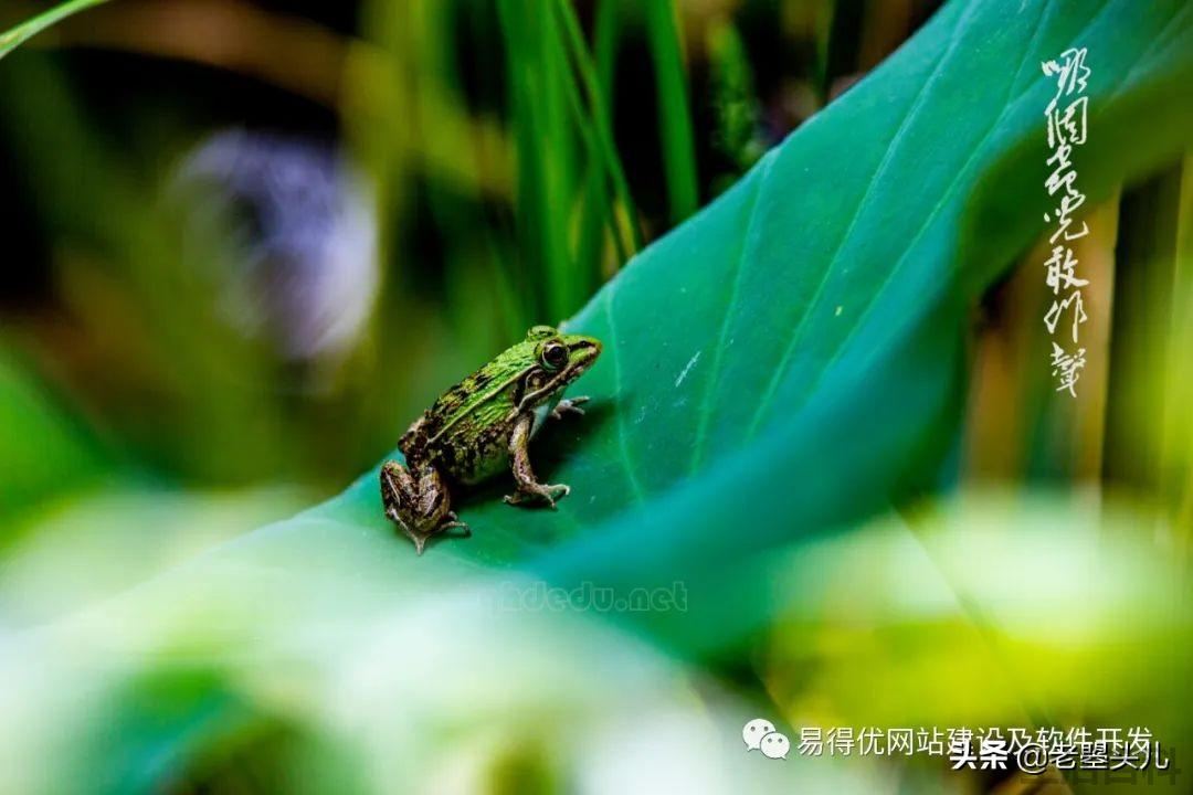 2023年什么时候入伏
