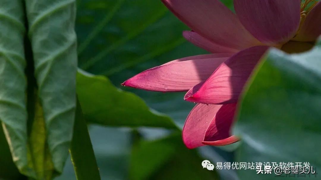 2023年什么时候入伏