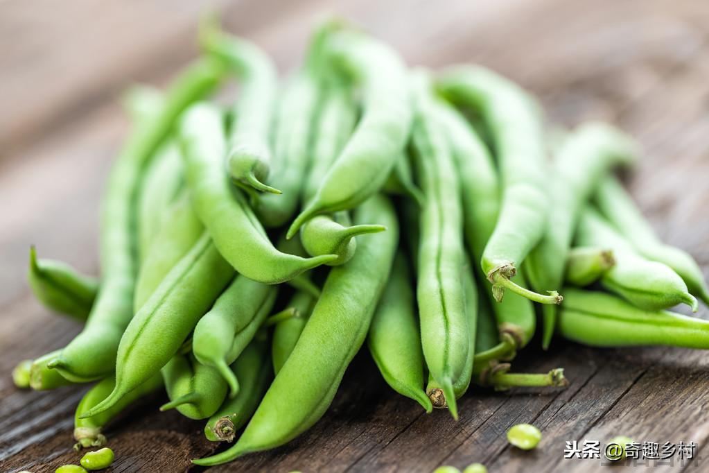 四季豆是什么时候种的