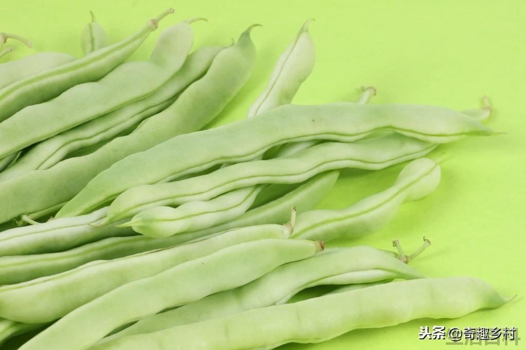 四季豆是什么时候种的