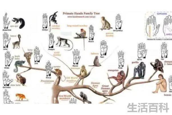地球上为什么没有永生的生物