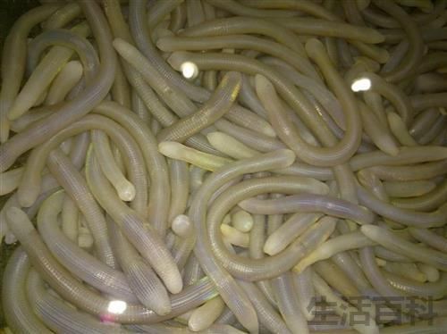 吃沙虫对身体有什么好处
